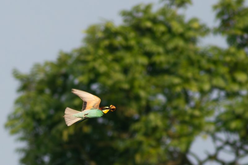 Bijeneter / European Bee-eater