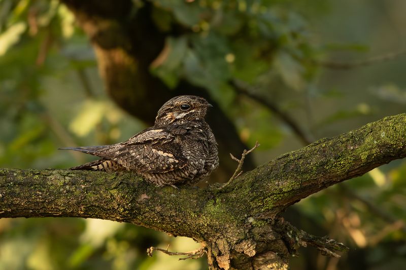 Nachtzwaluw / European Nightjar