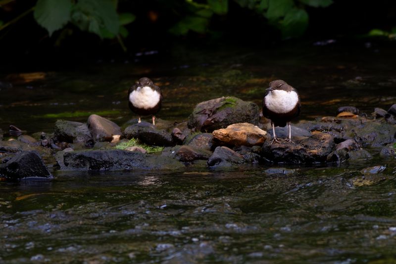 Roodbuikwaterspreeuwen / Red-bellied Dippers