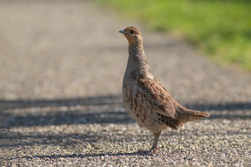 Patrijs / Grey Partridge