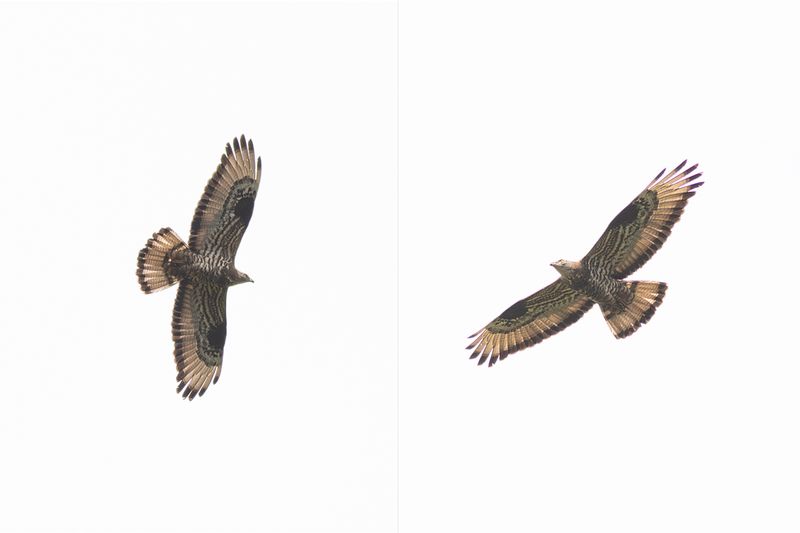 Wespendief / Honey Buzzard