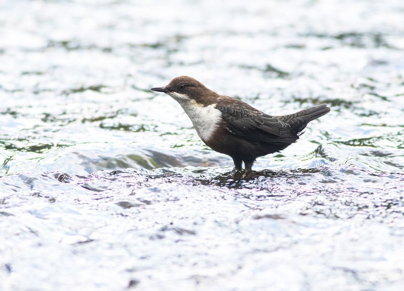 Waterspreeuw / White-throated Dipper