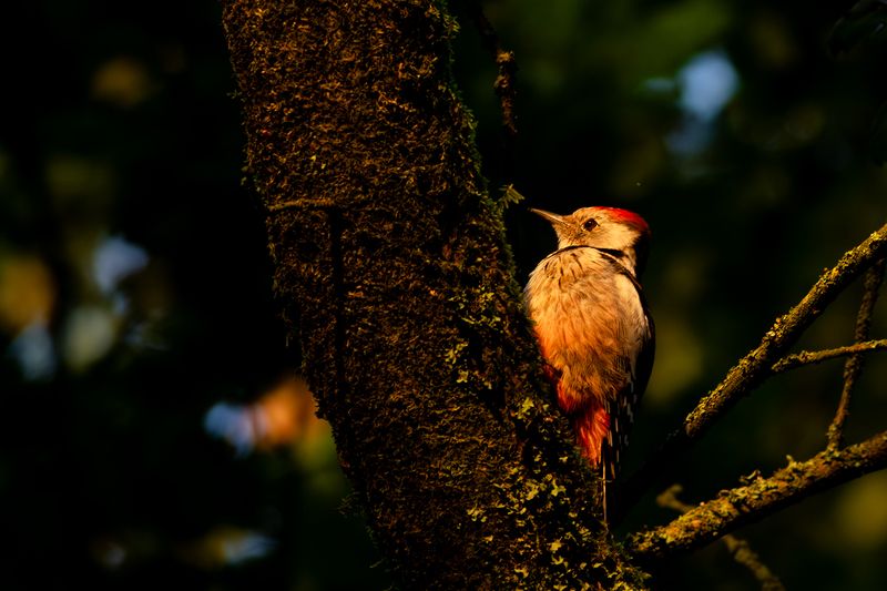 Middle Spotted Woodpecker / Middelste Bonte Specht