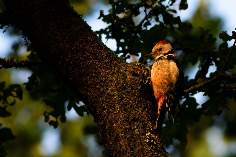 Middelste Bonte Specht / Middle Spotted Woodpecker