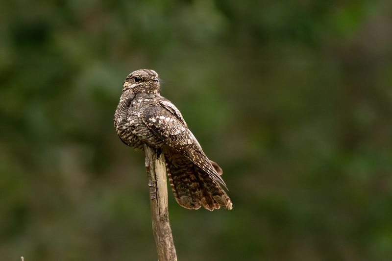Nachtzwaluw / European Nightjar