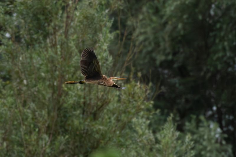 Purperreiger / Purple Heron