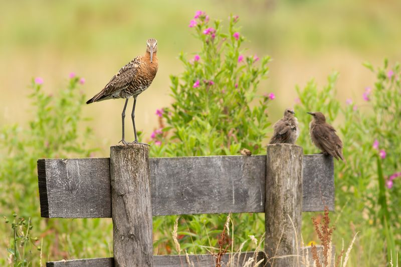 Black-tailed Godwit with two Common Starlings / Grutto met Spreeuwen
