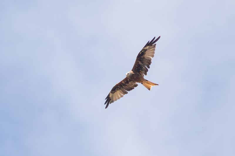Rode Wouw / Red Kite