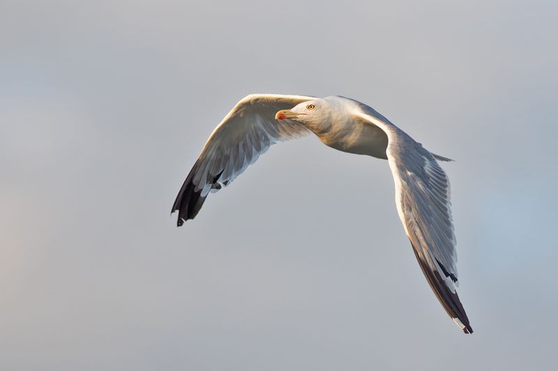 Geelpootmeeuw / Yellow-legged Gull