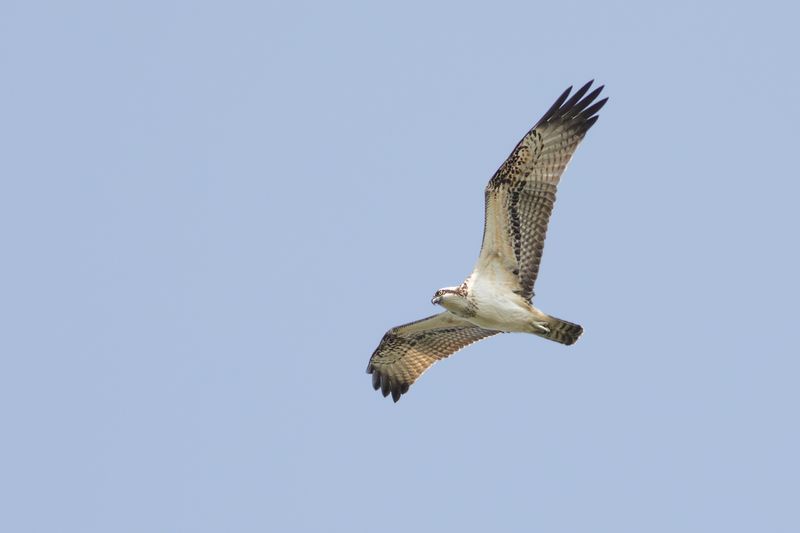 Visarend / Osprey
