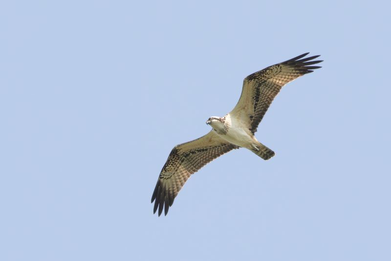 Visarend / Osprey