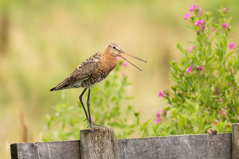 Grutto / Black-tailed Godwit