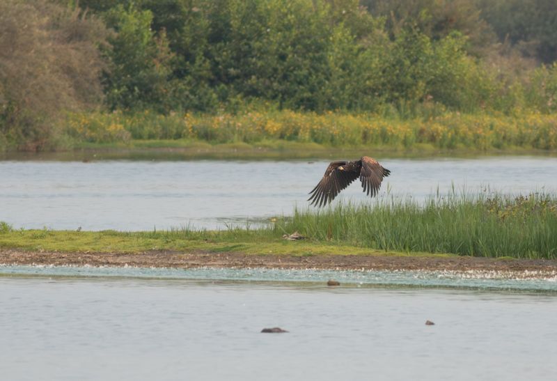 Zeearend / White-tailed Eagle