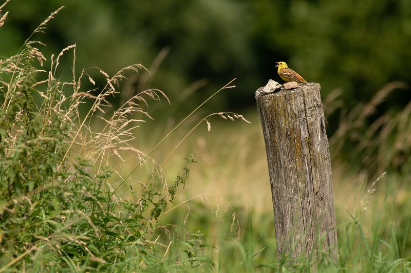 Geelgors / Yellowhammer