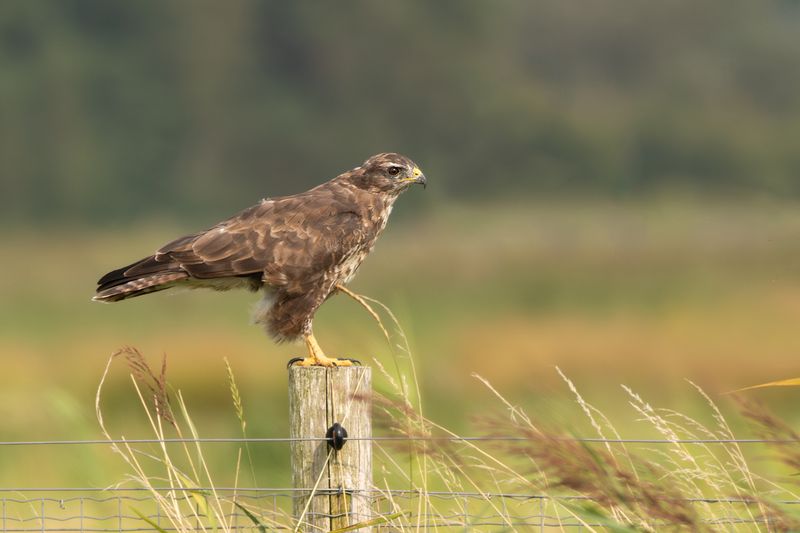 Buizerd / Common Buzzard