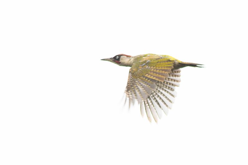Groene Specht / Green Woodpecker