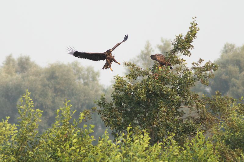 Zeearenden / White-tailed Eagles
