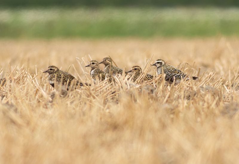 Amerikaanse Goudplevier / American Golden Plover
