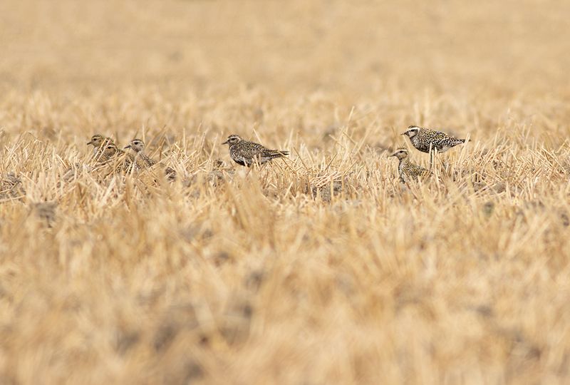 Amerikaanse Goudplevier / American Golden Plover
