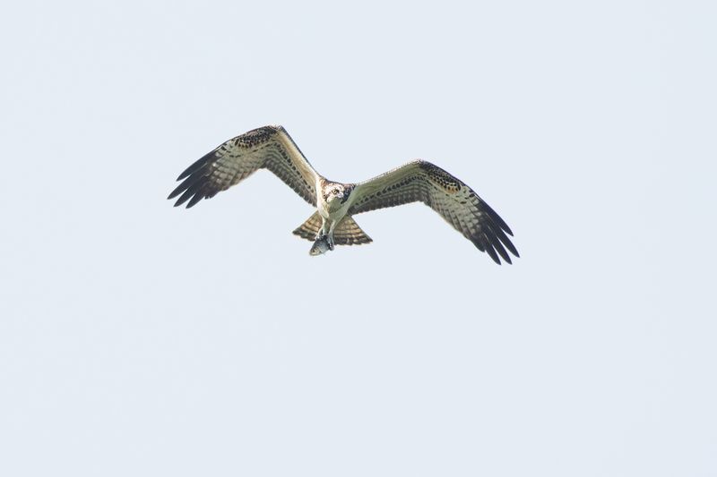 Osprey / Visarend