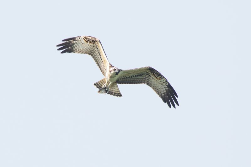 Osprey / Visarend