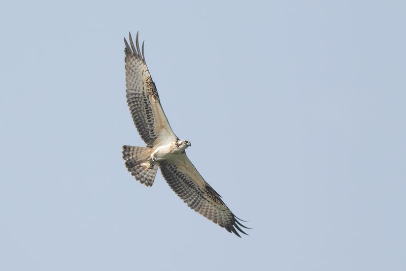 Osprey / Visarend
