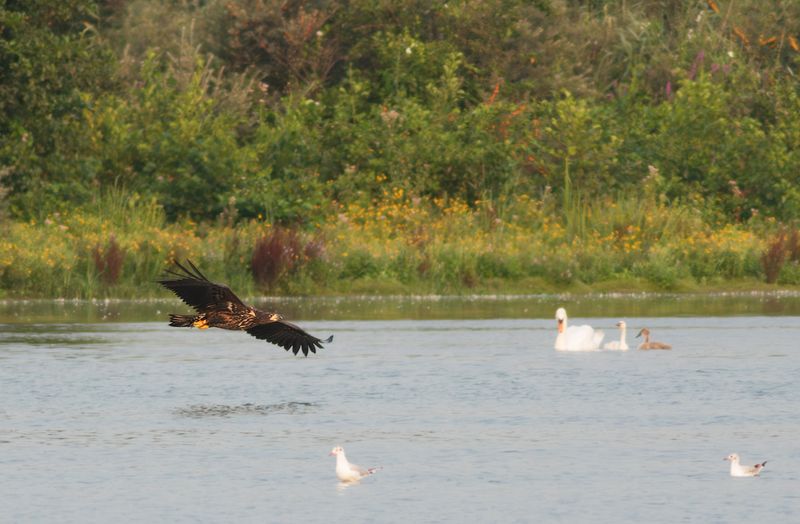Zeearend / White-tailed Eagle