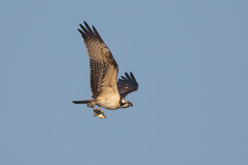 Osprey / Visarend