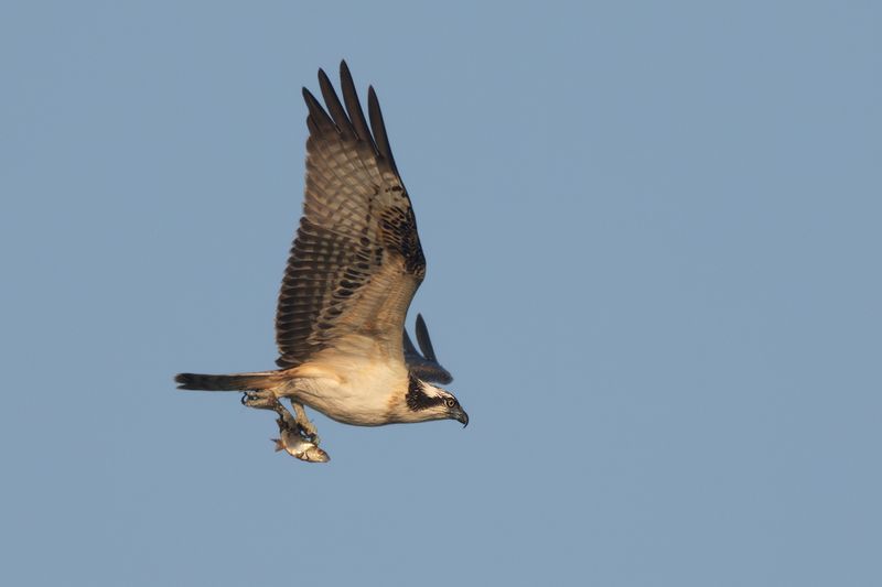 Visarend / Osprey