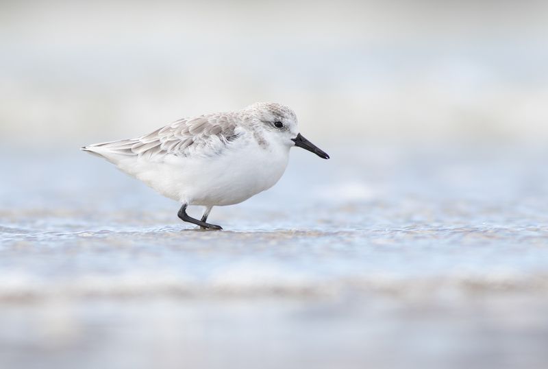 Drieteenstrandloper / Sanderling