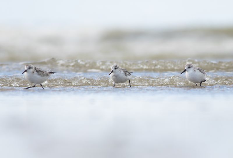 Drieteenstrandlopers / Sanderlings