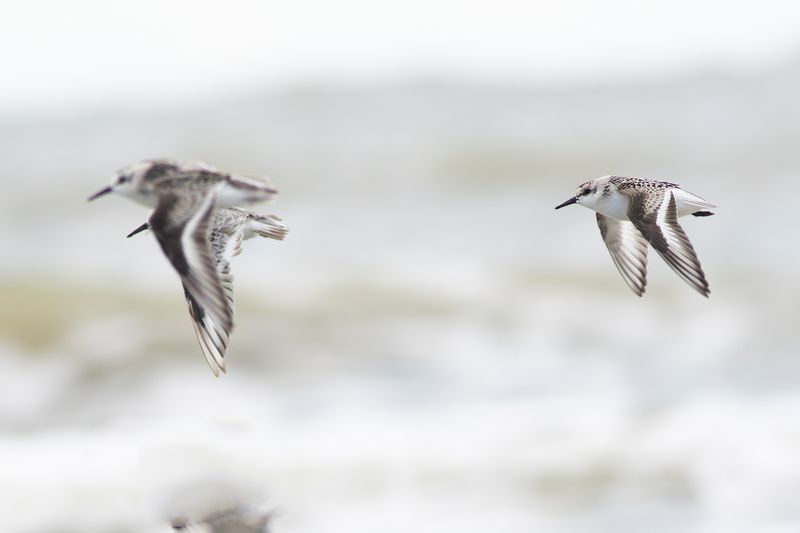 Drieteenstrandlopers / Sanderlings