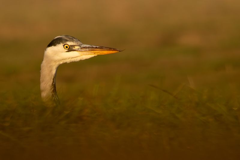 Grey Heron / Blauwe Reiger