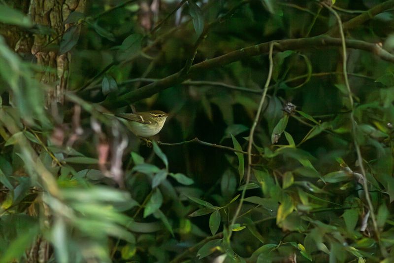 Bladkoning / Yellow-browed Warbler