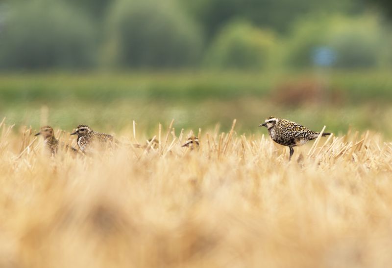 Amerikaanse Goudplevier / American Golden Plover