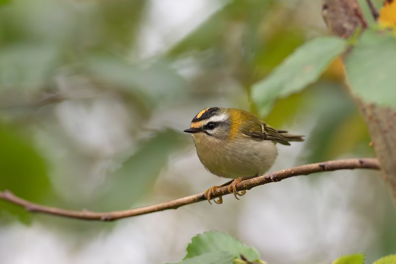 Firecrest / Vuurgoudhaantje