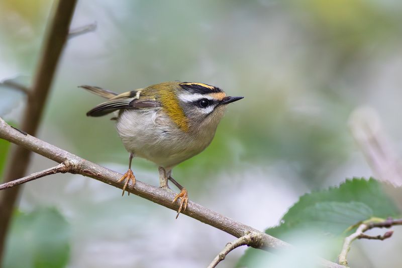 Firecrest / Vuurgoudhaantje