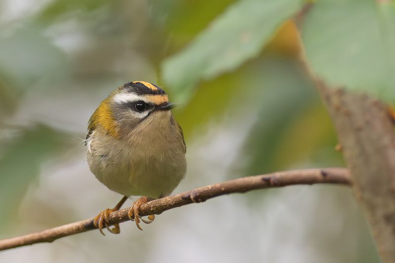 Firecrest / Vuurgoudhaantje