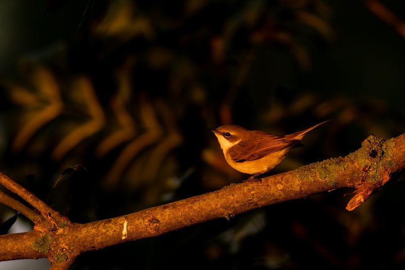 Braamsluiper / Lesser Whitethroat