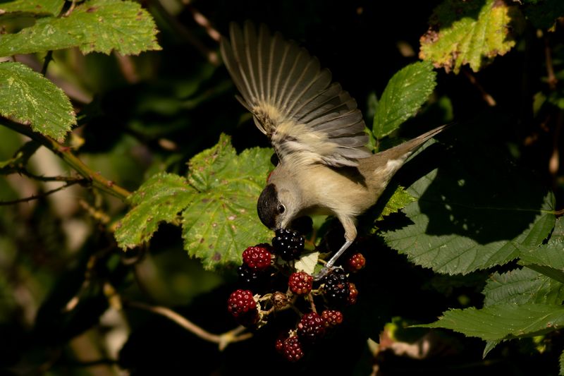 Zwartkop / Blackcap
