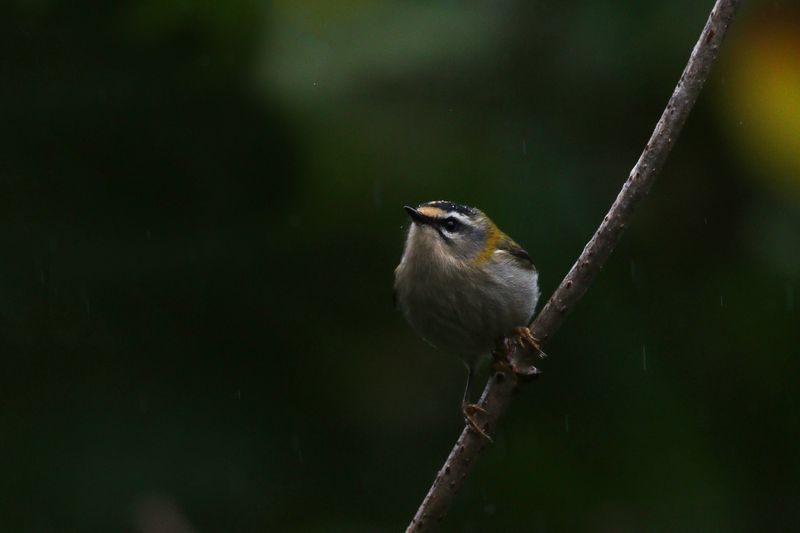 Vuurgoudhaantje / Firecrest