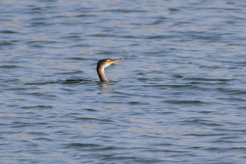 Kuifaalscholver / European Shag