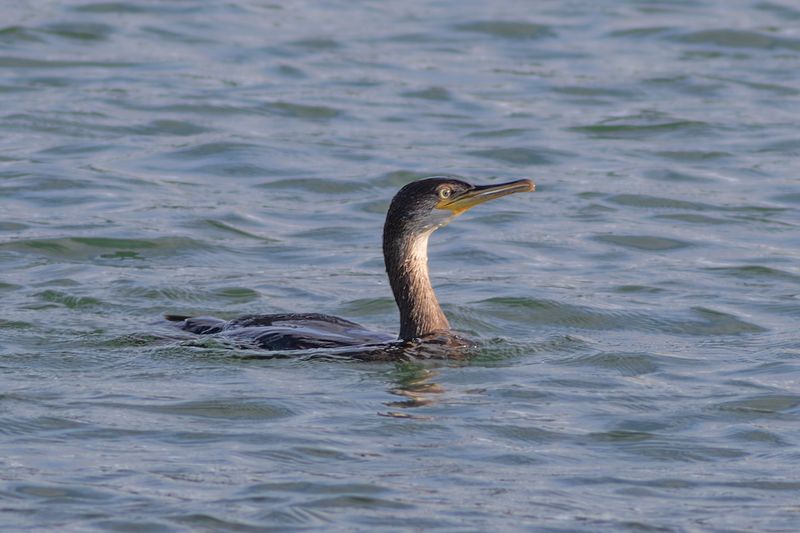 Kuifaalscholver / European Shag