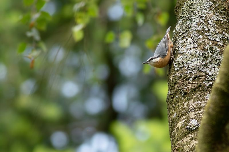 Boomklever / Eurasian Nuthatch