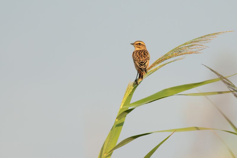 Paapje / Whinchat
