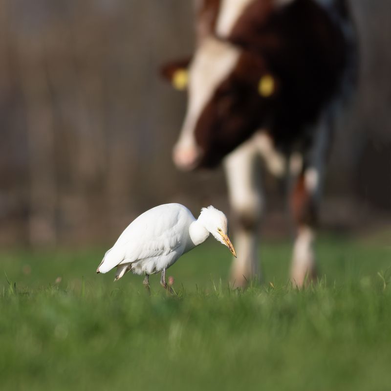 Koereiger / Cattle Egret