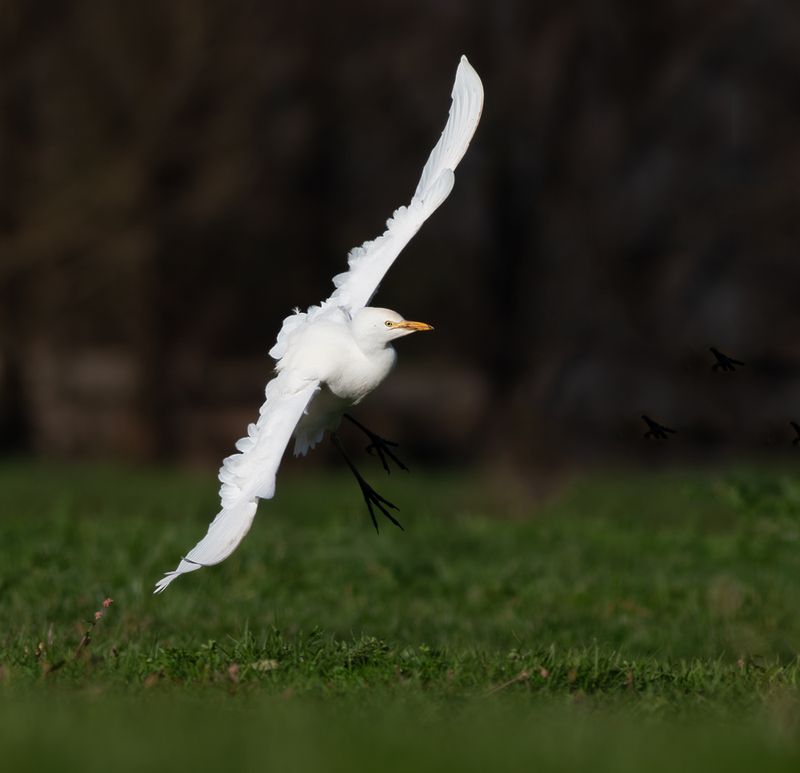Koereiger / Cattle Egret