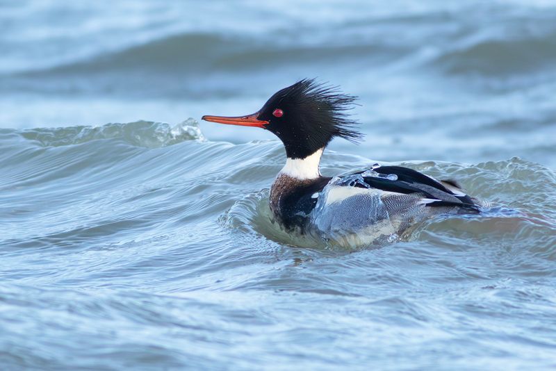 Middelste Zaagbek / Red-breasted Merganser