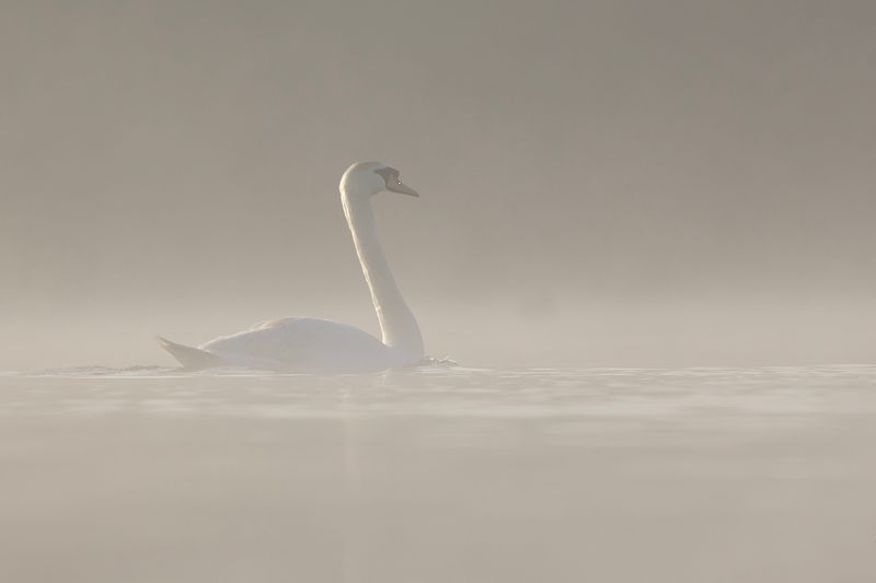 Knobbelzwaan / Mute Swan
