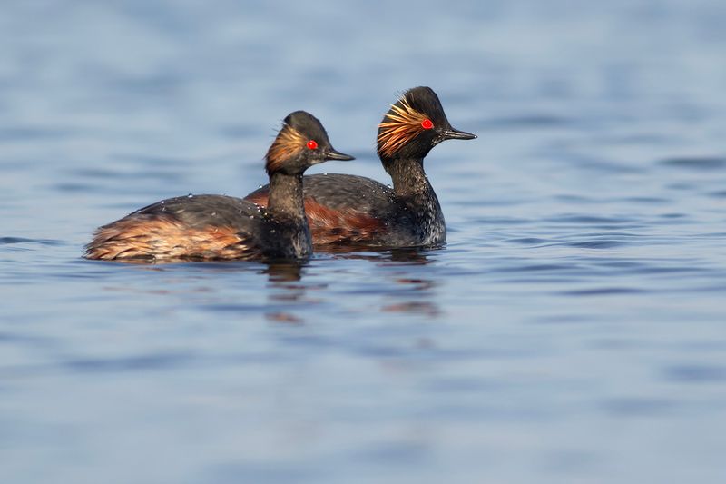 Geoorde Fuut / Black-necked Grebe